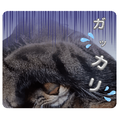 nekonori