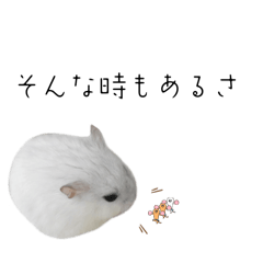white hamster Daifuku
