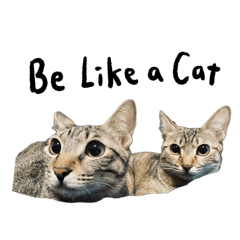 Be like a cat