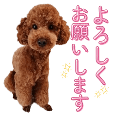 Toypoodle daily sticker