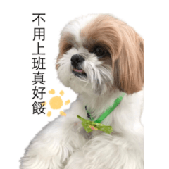 Lazy Shih Tzu Dog's Daily life in Taiwan