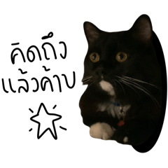 black cat Chalam