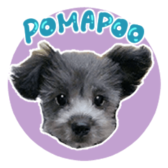 LOVELY POMAPOO stickers