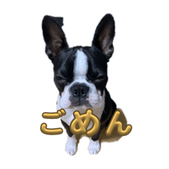 BOSS.K_20240524045513