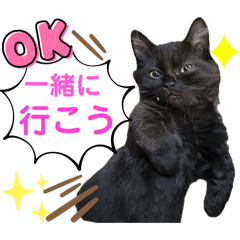 黒猫 ルナ院長147にゃんめ