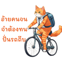 Cao orange cat
