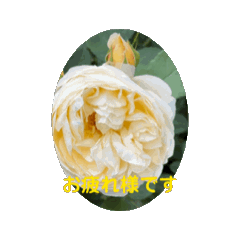 YOKKO_20240525053238