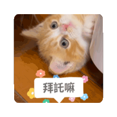 小皮皮動起乃
