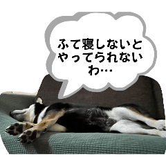 柴犬そらの日々9