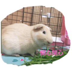 Lucky&胖胖