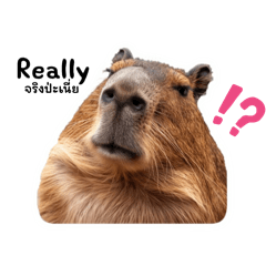 Funny Capybara Set-16