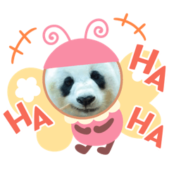 Panda:2(cha)