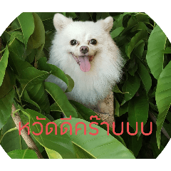 Omo_20240525182902