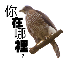 相約公園賞鳥(更新版v3)