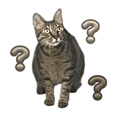 胖胖布丁 - 與好朋友們