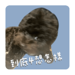 咘咘今天不嘻嘻