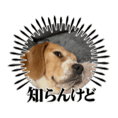 うちのイッヌとトッリ(ほぼビーグル)