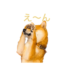 shibainusutanpu