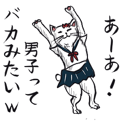 Japanese cat Shiho-chan