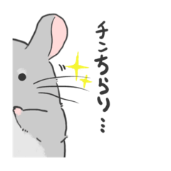 meteo_stars_chinchilla_sticker