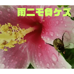 沖縄の草花　小満芒種　　　の季節