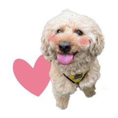 cute toy poodle "papi-chan"sticker