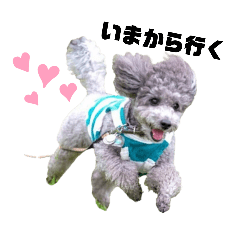 Toy poodle, silver handsome dog Pudding