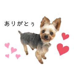 Yorkshire Terrier called May