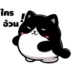 Hana Fat Cat