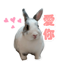 兔兔說你好
