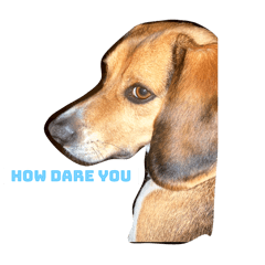 Beagle expressions