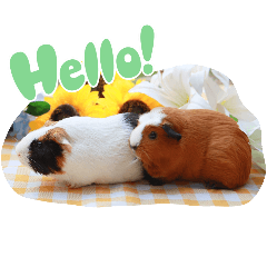 Muji&Mojo Guinea Pig