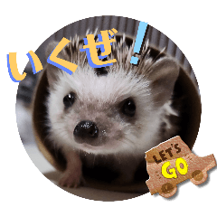 a hedgehog's greetings