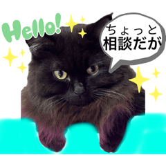 黒猫 ルナ院長148にゃんめ