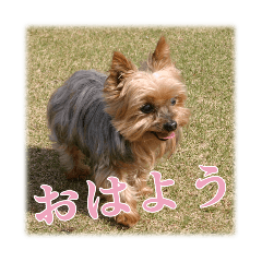 Yorkshire Terrier Berry's Stamp
