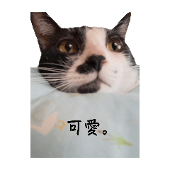 牛dope