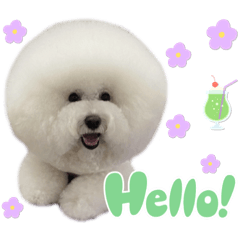 比熊犬Rumi小妹8