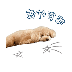 Toy Poodle Ranmaru: Healing Sticker byMH