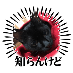 sentaro_20240527065548