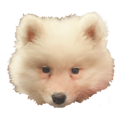 chloe Samoyed(Baby)