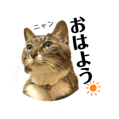 yoshiiiiの猫スタンプ