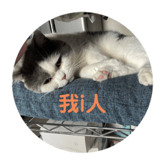 3隻貓.日常諧音梗.社畜貓日常