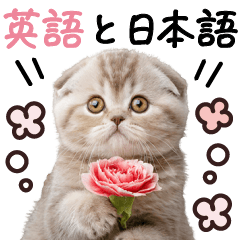 English and Japanese Cat-san