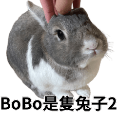 BoBo is a rabbit!!! 2