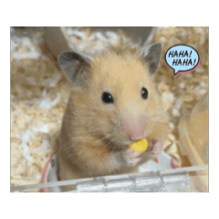 黃金鼠hamster Naru 成長日記-菜菜鼠