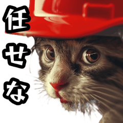 daily use cat red helmet