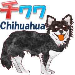 Chihuahua 10