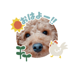 toypoodle maru 4