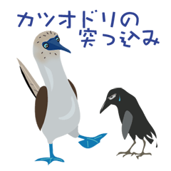 Thrust of Blue-footed booby