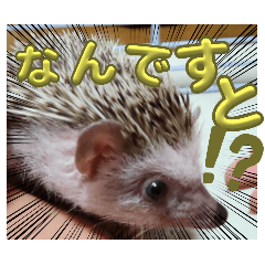 hedgehog's reactions